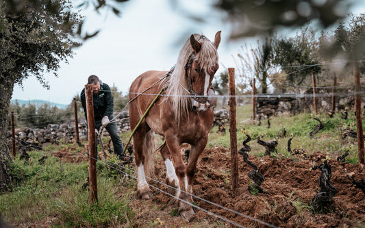 OLD VINE WINE WEEK