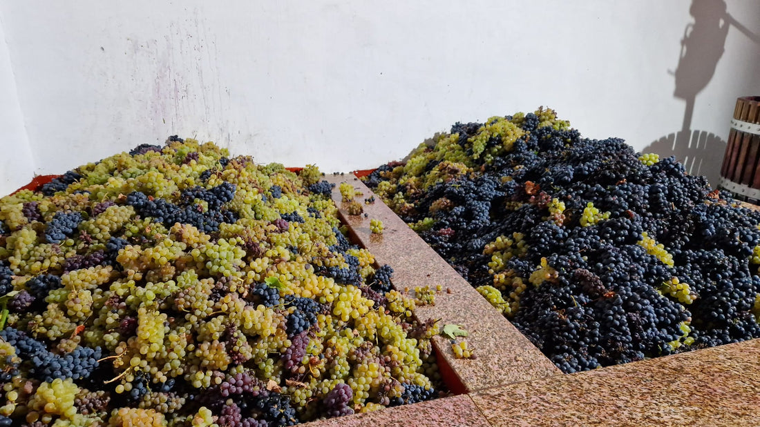 CLARETES & PALHETES - PORTUGAL’S ORIGINAL LIGHT RED AND INTENSE ROSÉ WINES